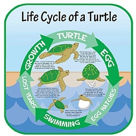 Life Cycle Of A Turtle Sign