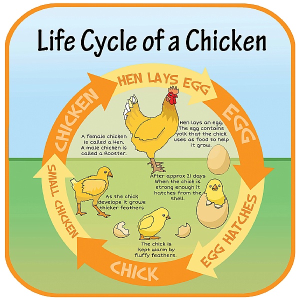 life-cycle-of-a-chicken-sign