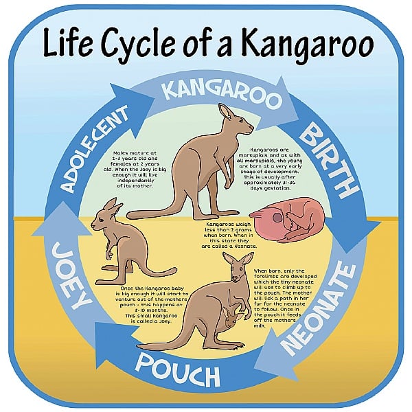 Life Cycle Of A Kangaroo Sign