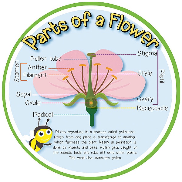 Pollination (Parts Of A Flower) Sign