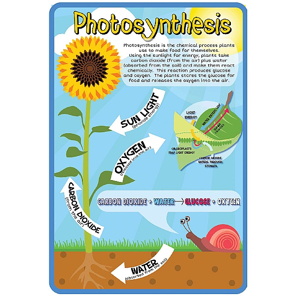 Photosynthesis Sign