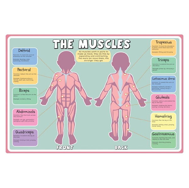 Muscles Sign