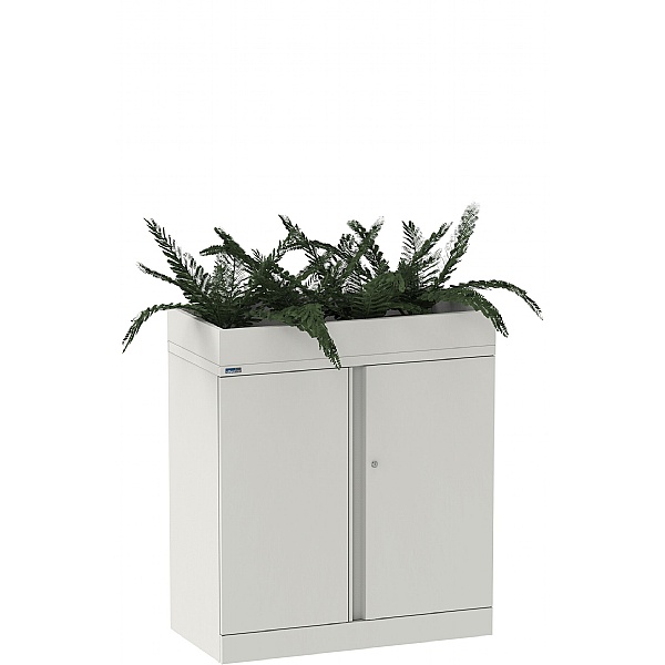 clusia plant Clusia Guttifera Bush for Sale
