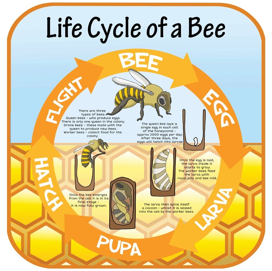 How To Draw A Bee Life Cycle - Design Talk